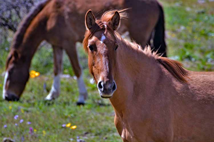 mustangs